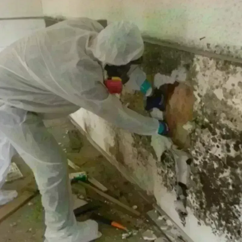 Mold Remediation and Removal in Springdale, OH